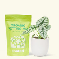 A bag of Organic Potting Mix to the left of a Alocasia 'Silver Dragon' in a white rounded ceramic pot.