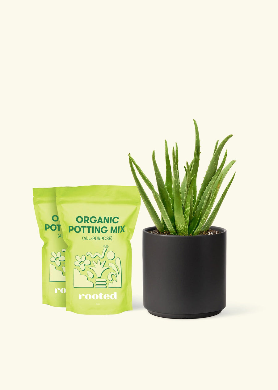 Medium Aloe Vera in a black cylinder pot and 2 bags of soil.