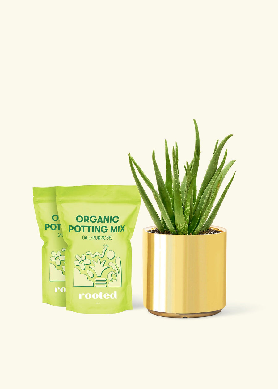 Medium Aloe Vera in a gold cylinder pot and 2 bags of soil.