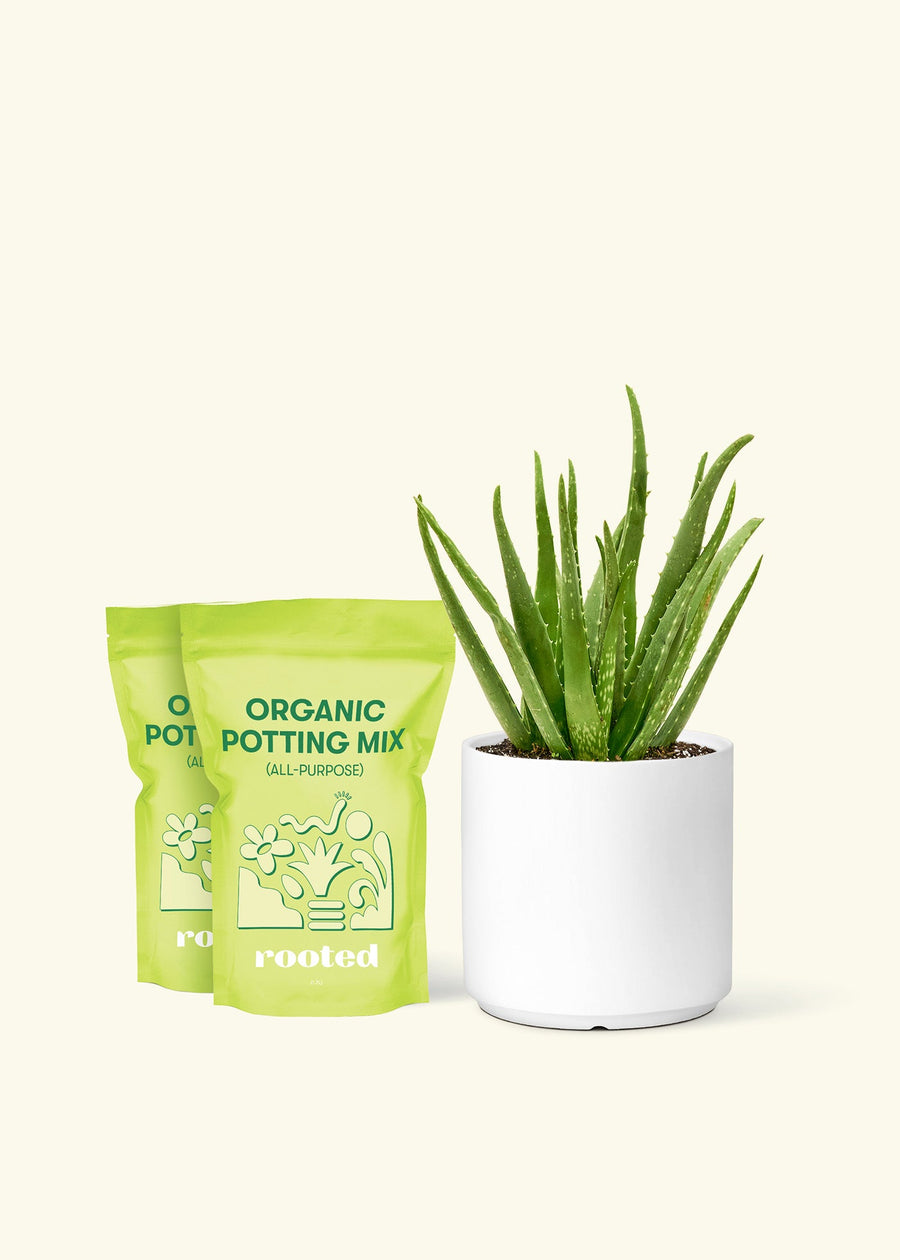 Medium Aloe Vera in a white cylinder pot and 2 bags of soil.