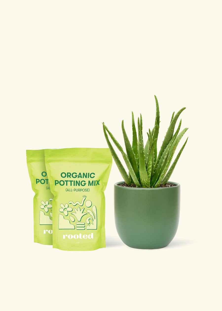 Medium Aloe Vera in a green rounded pot and 2 bags of soil.