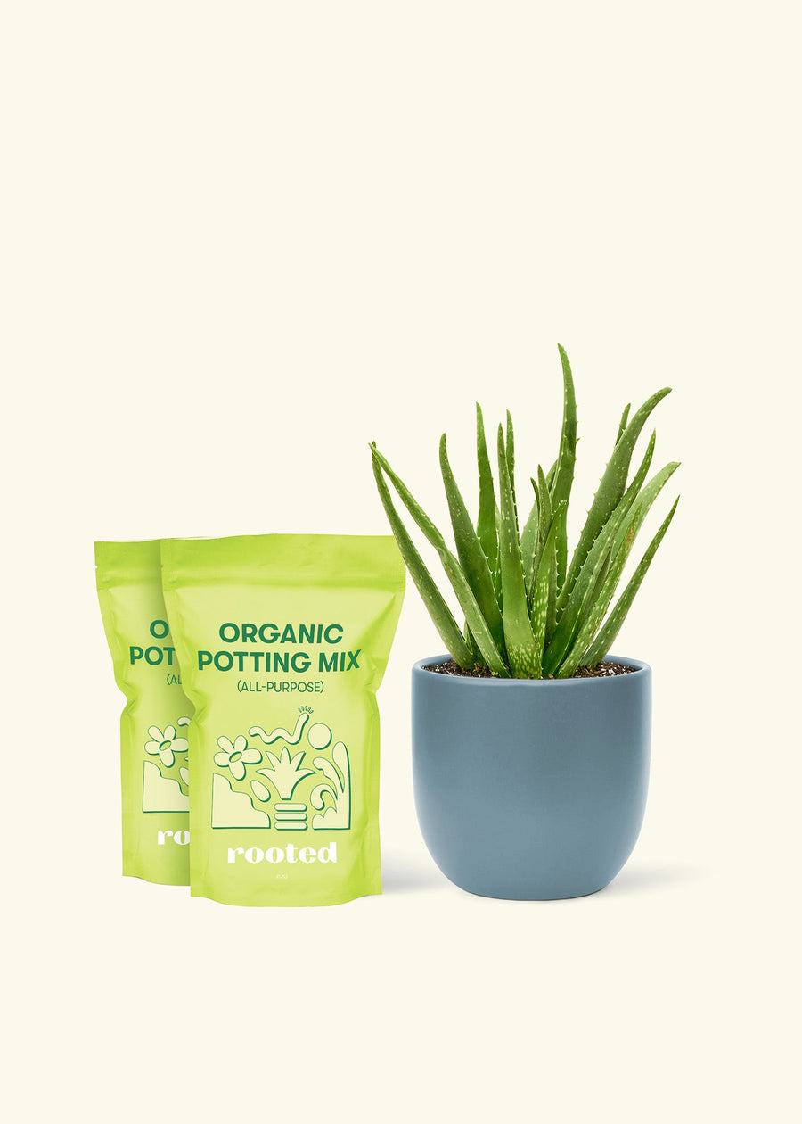 Medium Aloe Vera in a indigo rounded pot and 2 bags of soil.