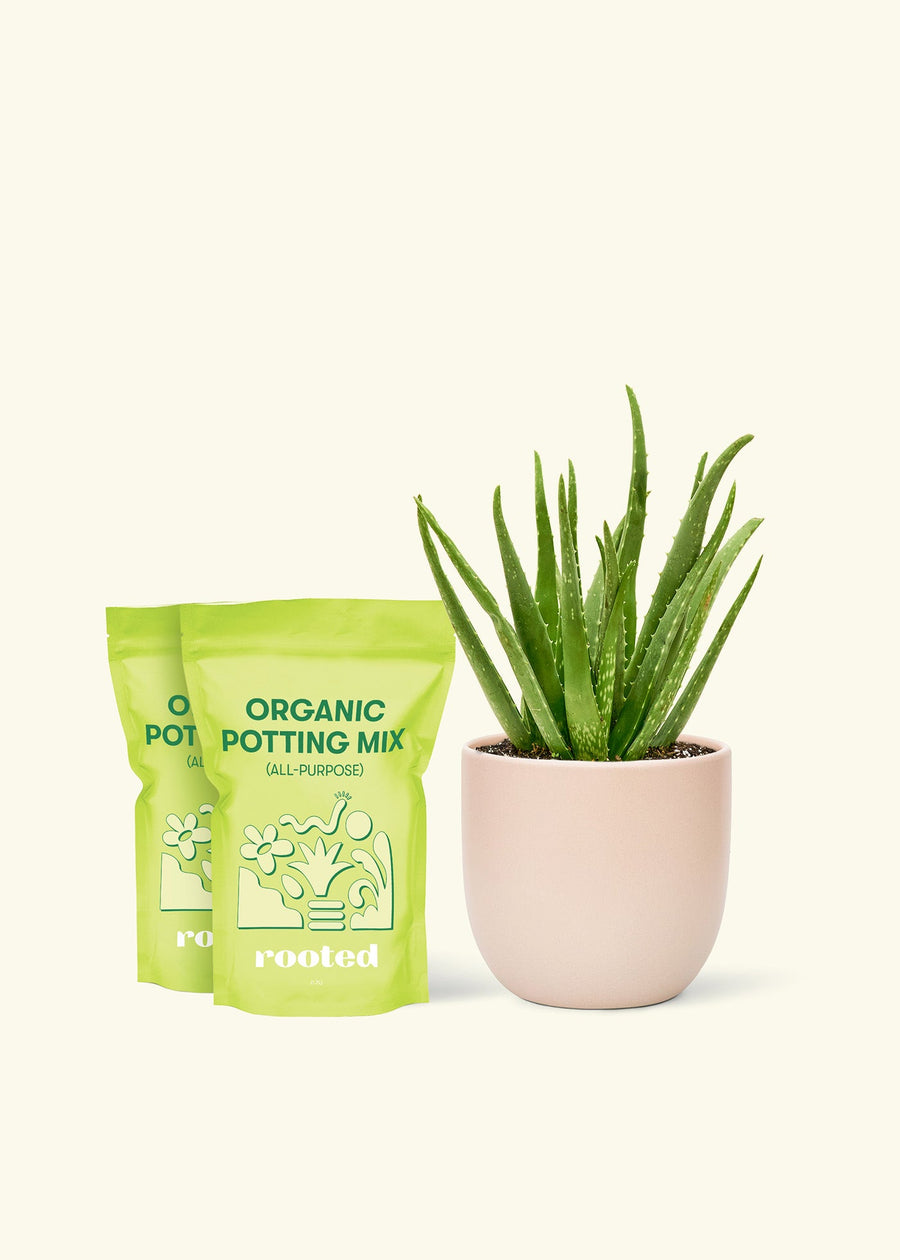 Medium Aloe Vera in a pink rounded pot and 2 bags of soil.