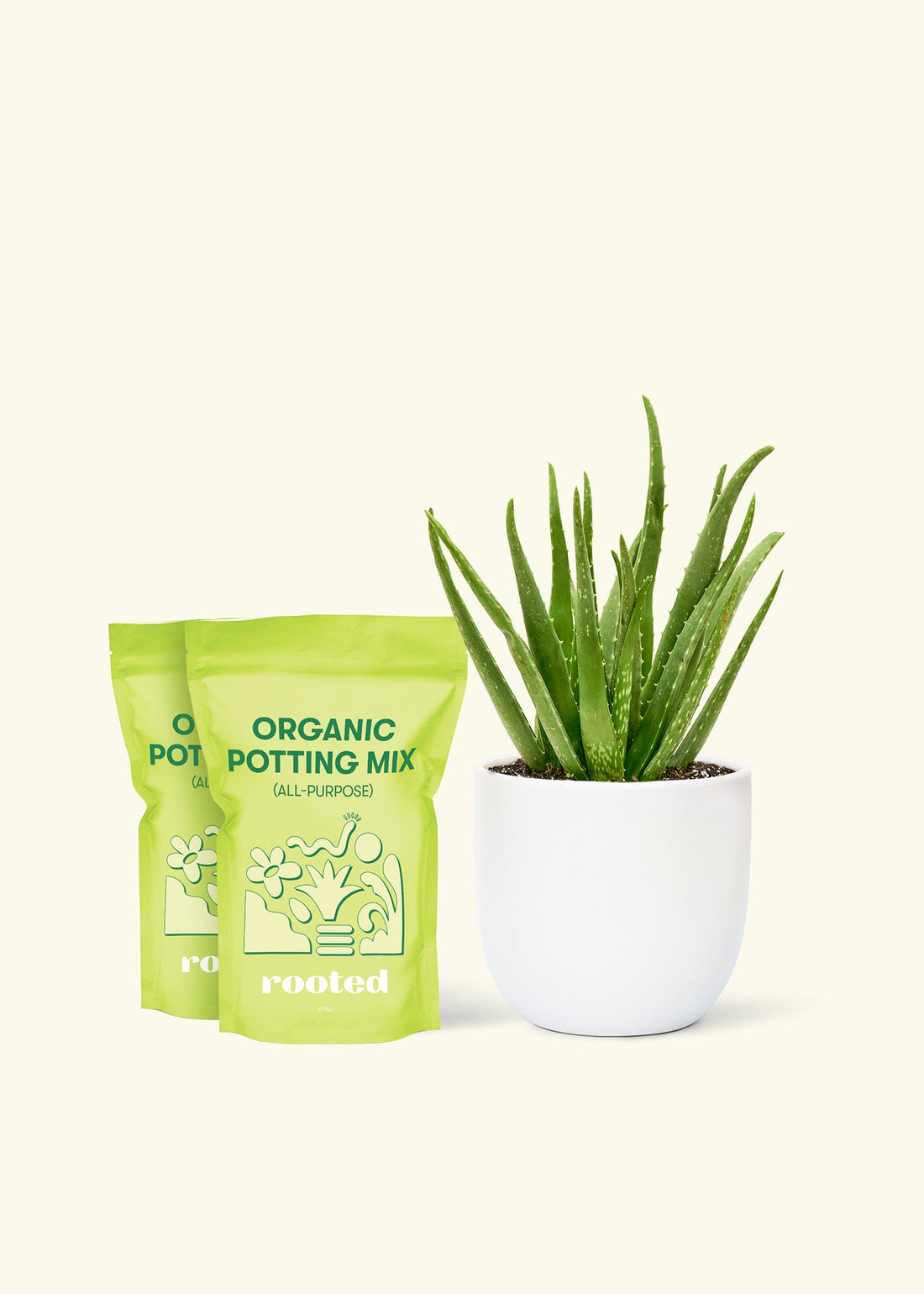 Medium Aloe Vera in a white rounded pot and 2 bags of soil.