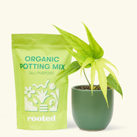 Small anthurium fingers in a green rounded pot and a bag of soil.