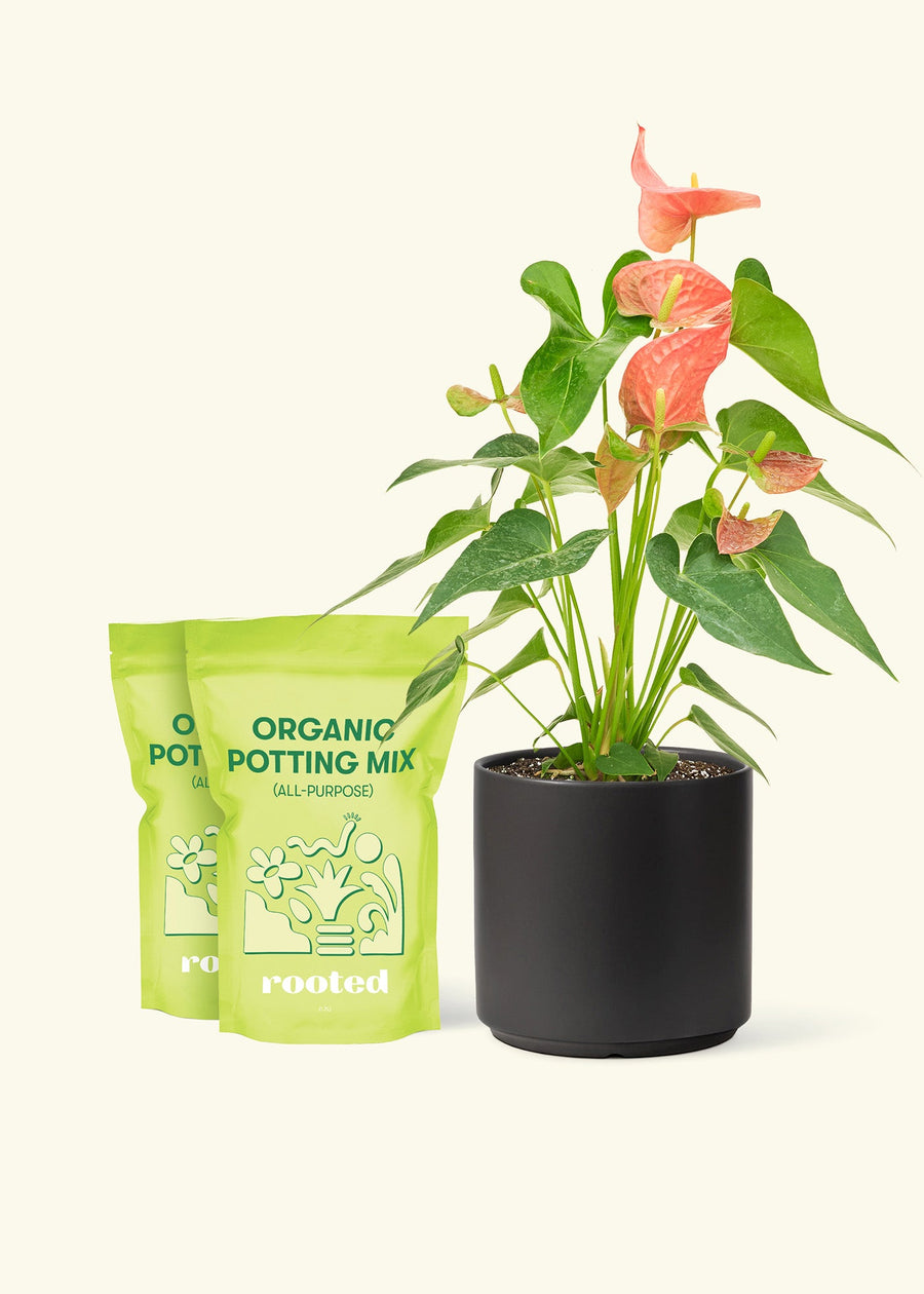 Medium Anthurium 'Pink Flamingo' in a black cylinder pot and 2 bags of soil.