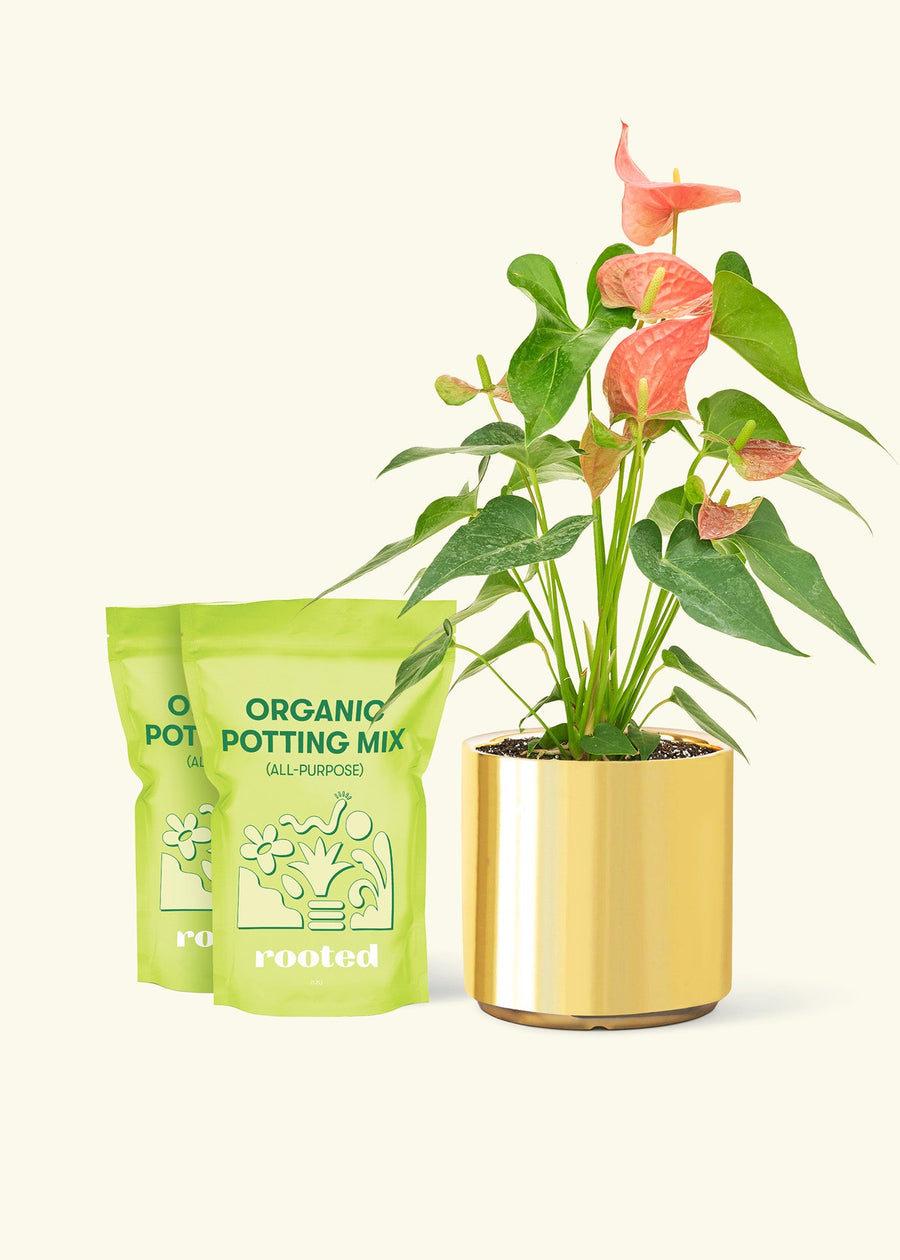 Medium Anthurium 'Pink Flamingo' in a gold cylinder pot and 2 bags of soil.