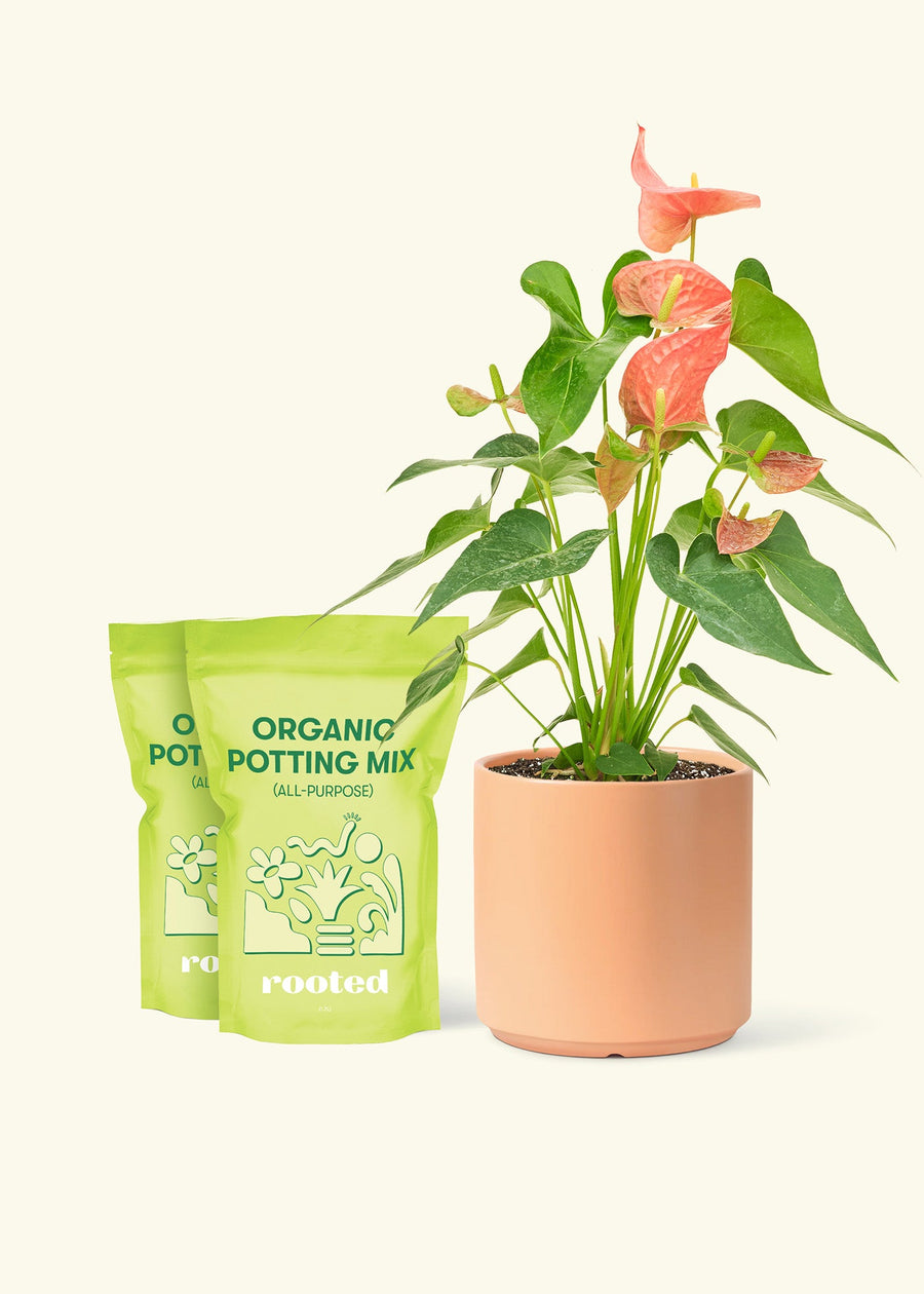 Medium Anthurium 'Pink Flamingo' in a peach cylinder pot and 2 bags of soil.