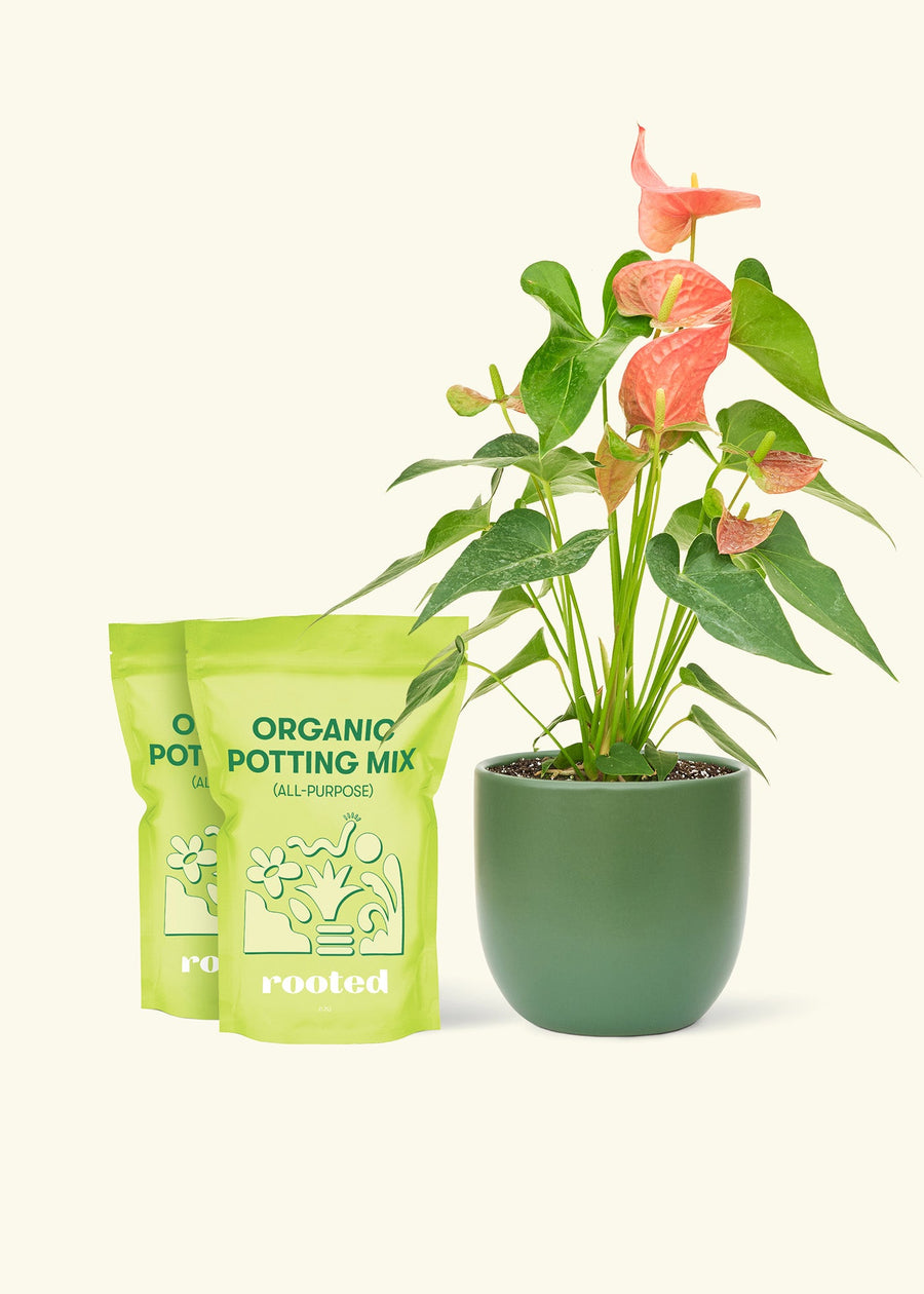 Medium Anthurium 'Pink Flamingo' in a green rounded pot and 2 bags of soil.