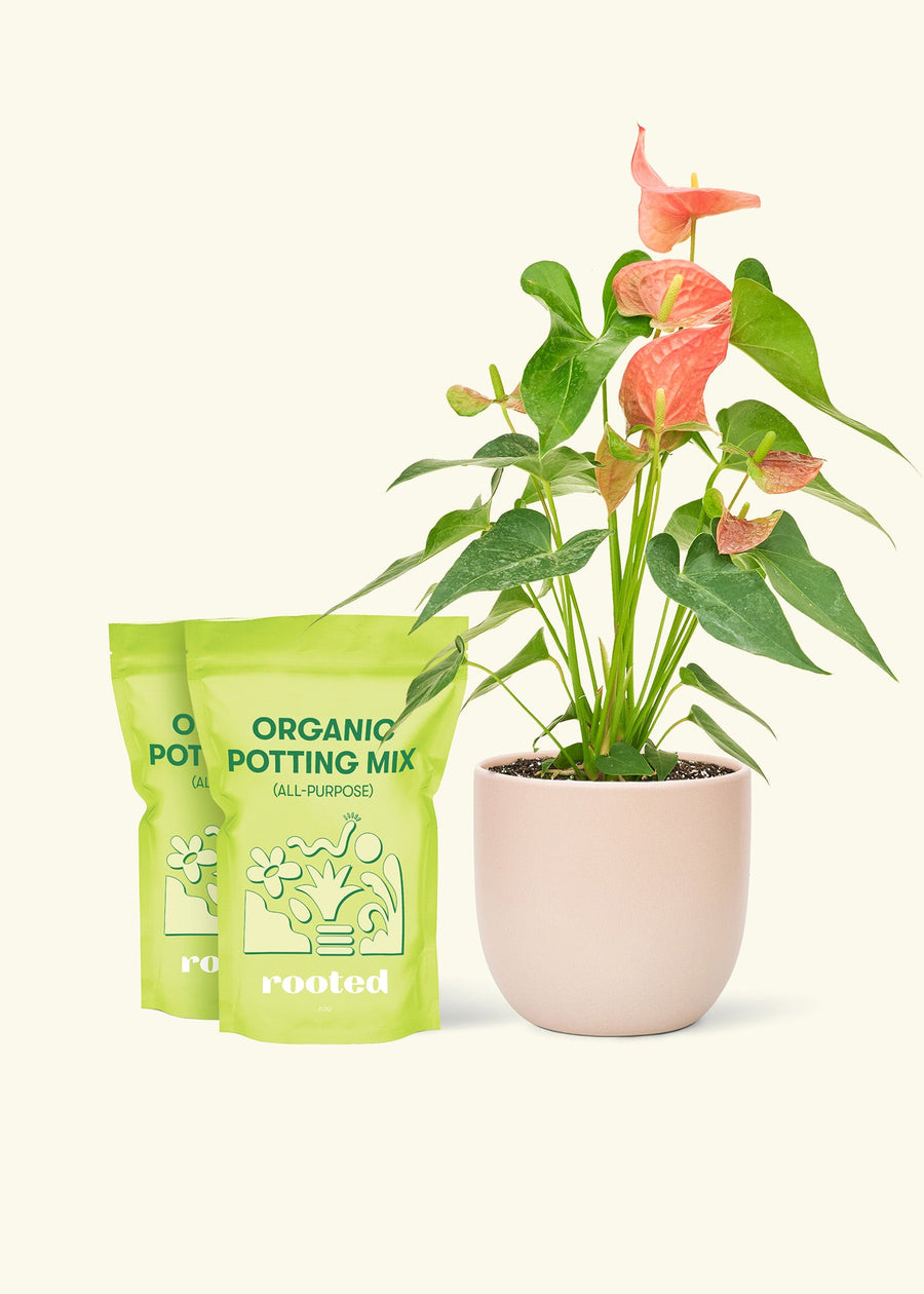 Medium Anthurium 'Pink Flamingo' in a pink rounded pot and 2 bags of soil.