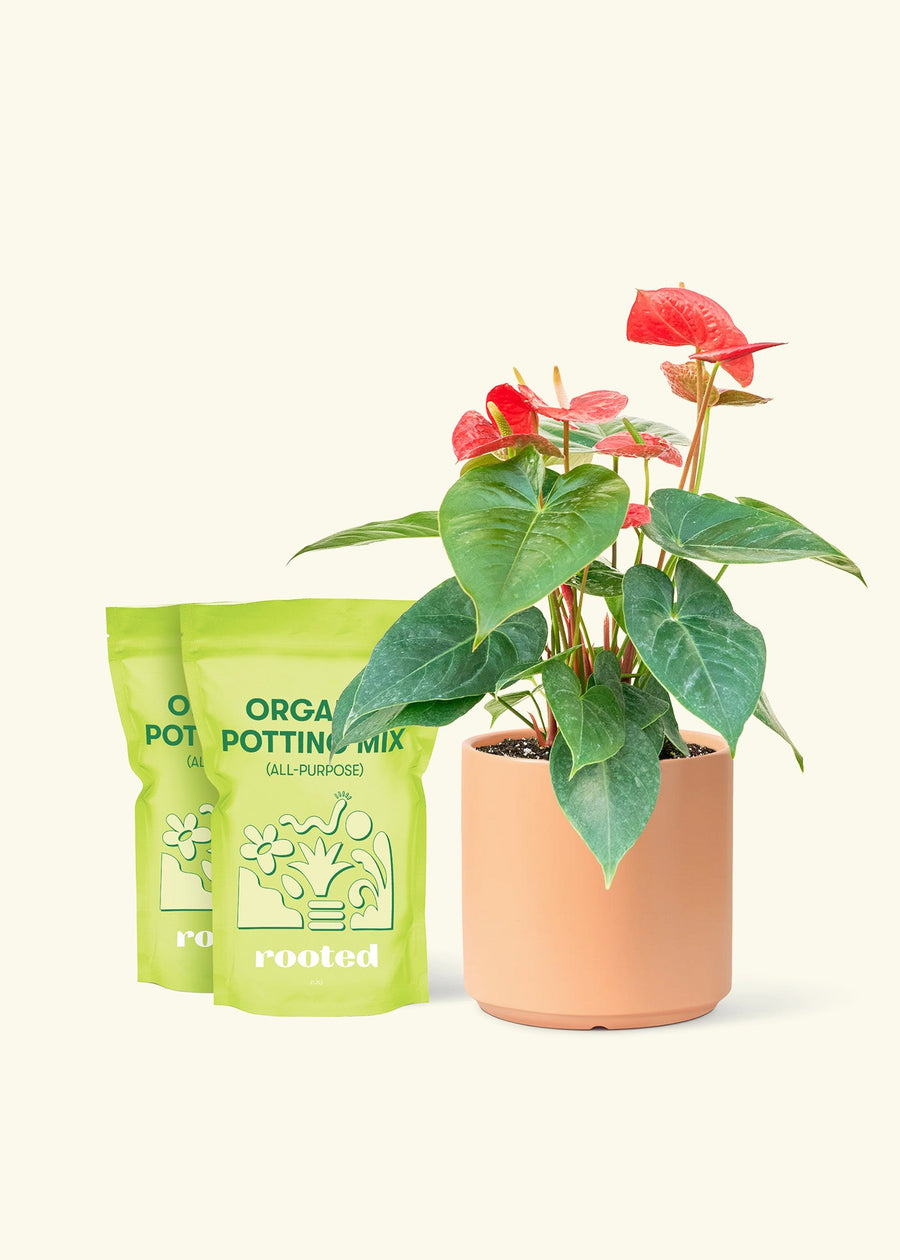 Medium Anthurium 'Red Flamingo'  in a peach cylinder pot and 2 bags of soil.