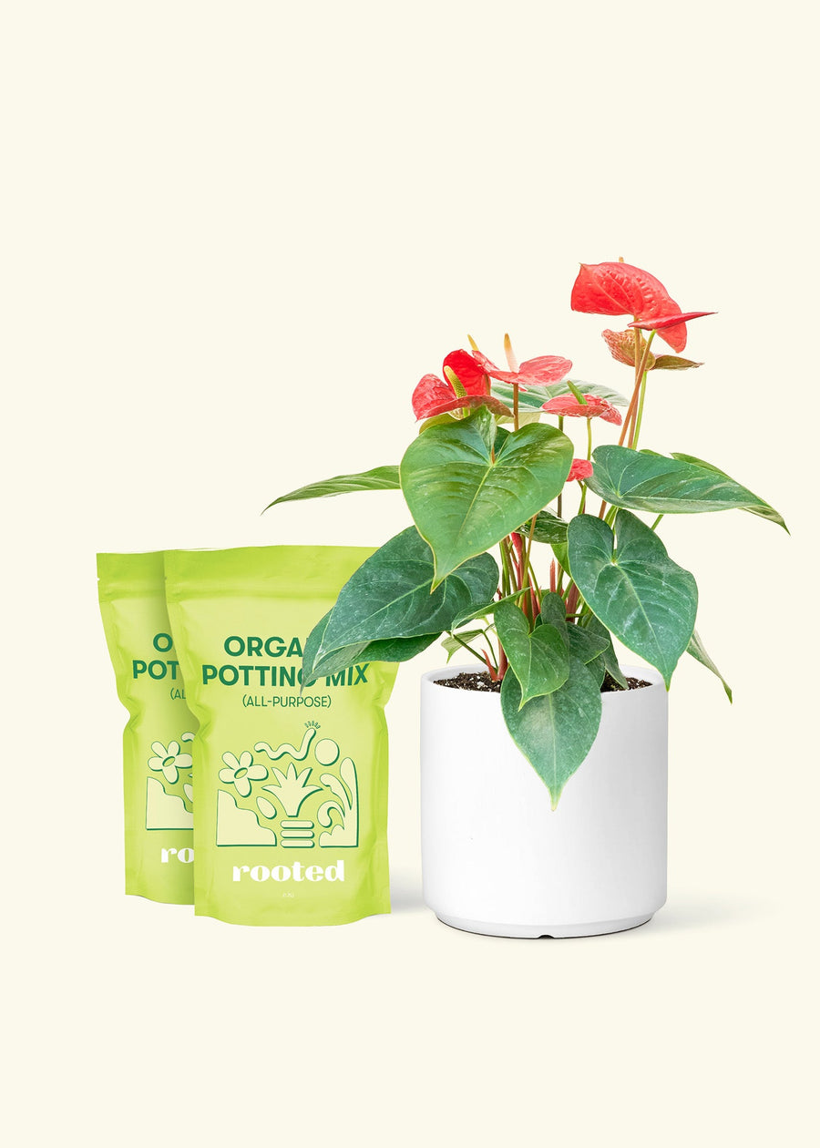 Medium Anthurium 'Red Flamingo'  in a white cylinder pot and 2 bags of soil.