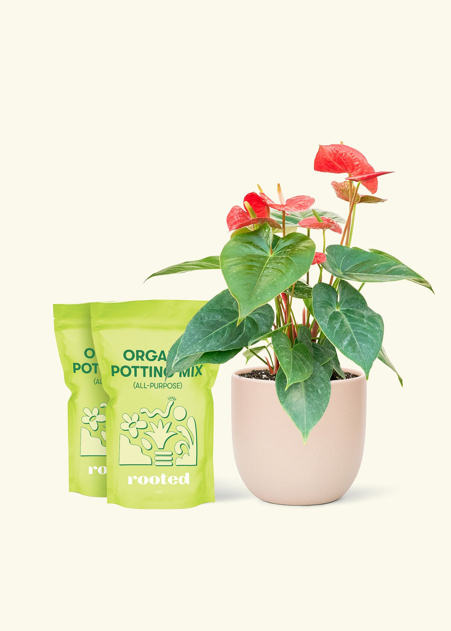 Medium Anthurium 'Red Flamingo'  in a pink rounded pot and 2 bags of soil.