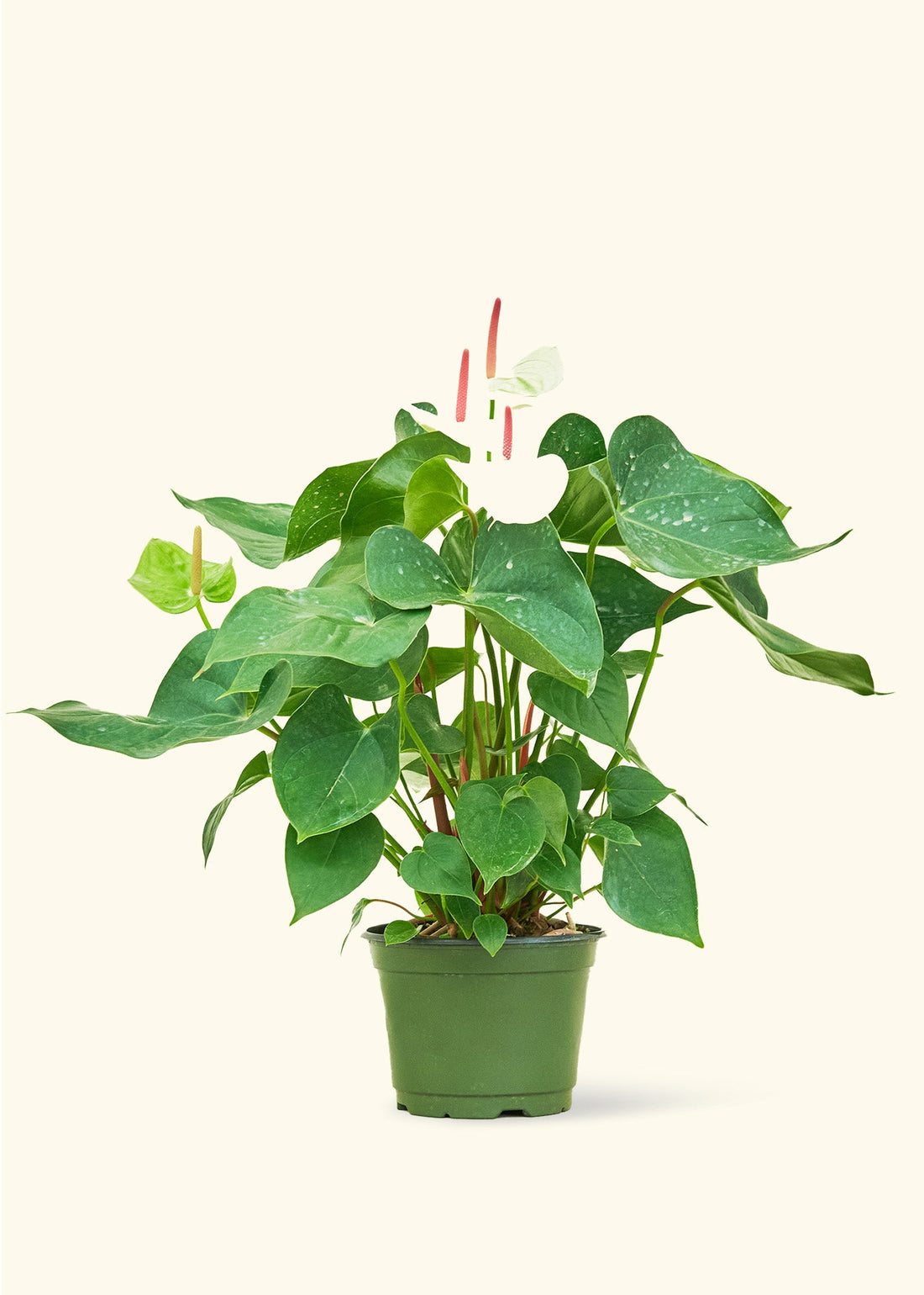 Anthurium &