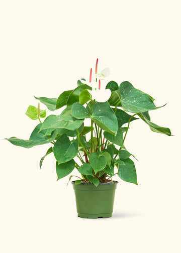 Anthurium 'White Flamingo', Medium