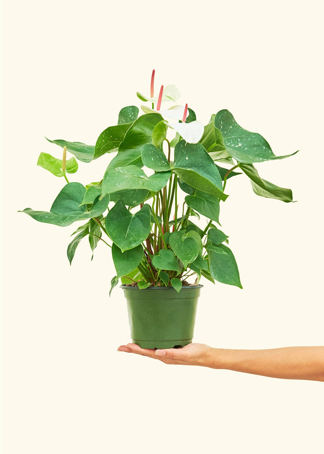 Anthurium &