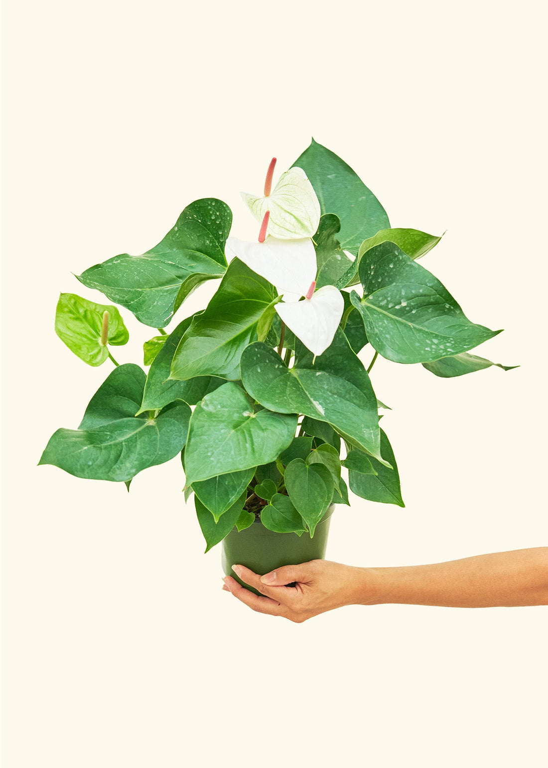 Anthurium &