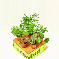 Baby Furry Friends Box Bundle Rooted 
