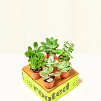 Baby Desert Box Bundle Rooted 