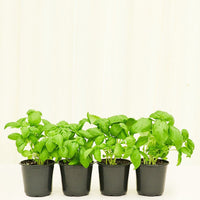 Basil 4-Pack Plant Rooted 