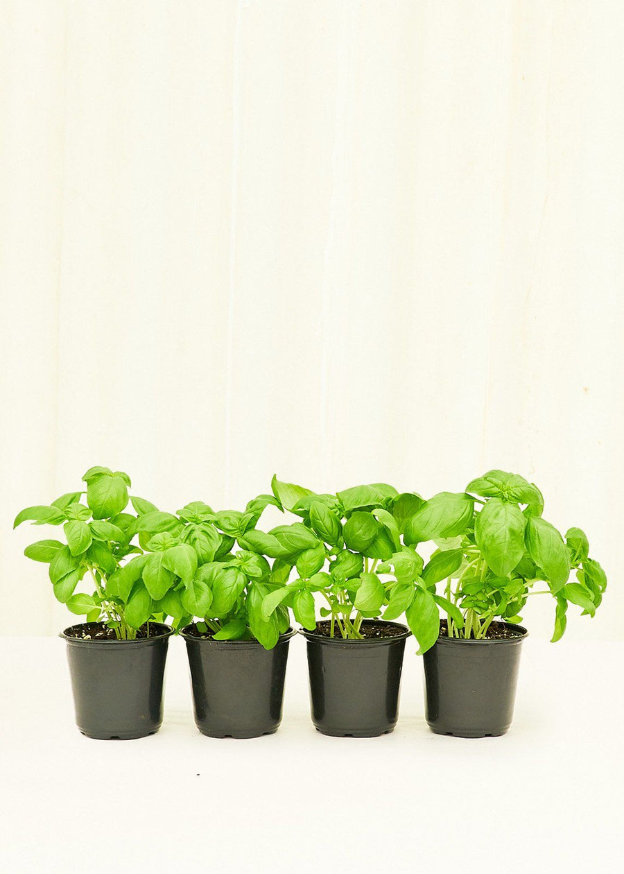 Basil 4-Pack Plant Rooted 