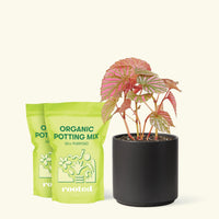 Medium Begonia Exotica  in a black cylinder pot and 2 bags of soil.