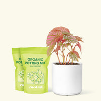 Medium Begonia Exotica  in a white cylinder pot and 2 bags of soil.