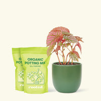Medium Begonia Exotica  in a green rounded pot and 2 bags of soil.