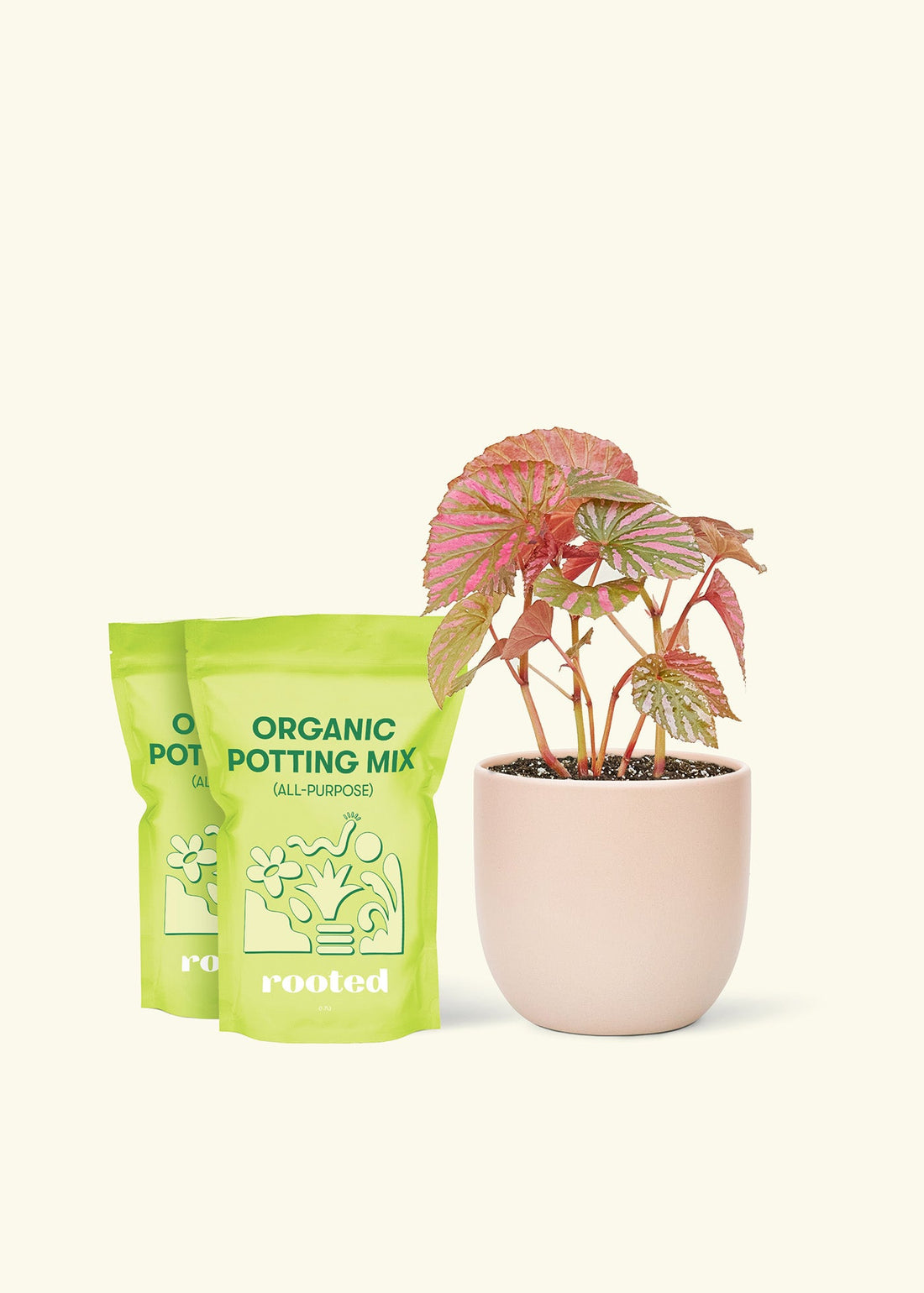 Medium Begonia Exotica  in a pink rounded pot and 2 bags of soil.