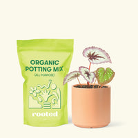 Small Begonia 'Fire Woman' in a peach cylinder pot and a bag of soil.