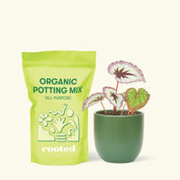 Small Begonia 'Fire Woman' in a green round pot and a bag of soil.