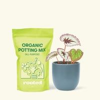 Small Begonia 'Fire Woman' in an indigo round pot and a bag of soil.