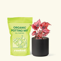 Small Begonia 'Red Robin' in a black cylinder pot and a bag of soil.