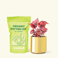 Small Begonia 'Red Robin' in a gold cylinder pot and a bag of soil.