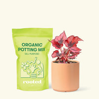 Small Begonia 'Red Robin' in a peach cylinder pot and a bag of soil.