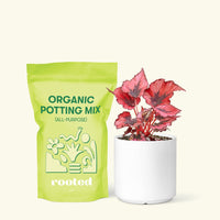 Small Begonia 'Red Robin' in a white cylinder pot and a bag of soil.