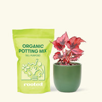 Small Begonia 'Red Robin' in a green round pot and a bag of soil.