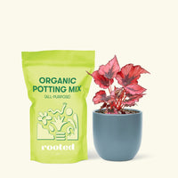 Small Begonia 'Red Robin' in an indigo round pot and a bag of soil.