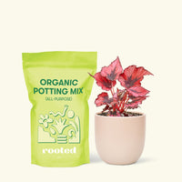 Small Begonia 'Red Robin' in a pink round pot and a bag of soil.