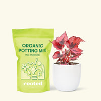 Small Begonia 'Red Robin' in a white round pot and a bag of soil.