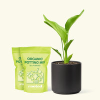 Medium White Bird of Paradise (Strelitzia nicolai) in a black cylinder pot and two bag of soil.