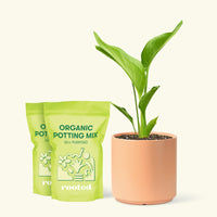 Medium White Bird of Paradise (Strelitzia nicolai) in a peach cylinder pot and two bag of soil.