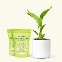 Medium White Bird of Paradise (Strelitzia nicolai) in a white cylinder pot and two bag of soil.