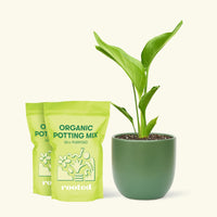 Medium White Bird of Paradise (Strelitzia nicolai) in a green rounded pot and two bag of soil.