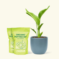 Medium White Bird of Paradise (Strelitzia nicolai) in a indigo rounded pot and two bag of soil.