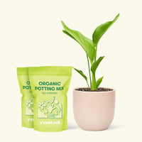 Medium White Bird of Paradise (Strelitzia nicolai) in a pink rounded pot and two bag of soil.