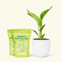 Medium White Bird of Paradise (Strelitzia nicolai) in a white rounded pot and two bag of soil.