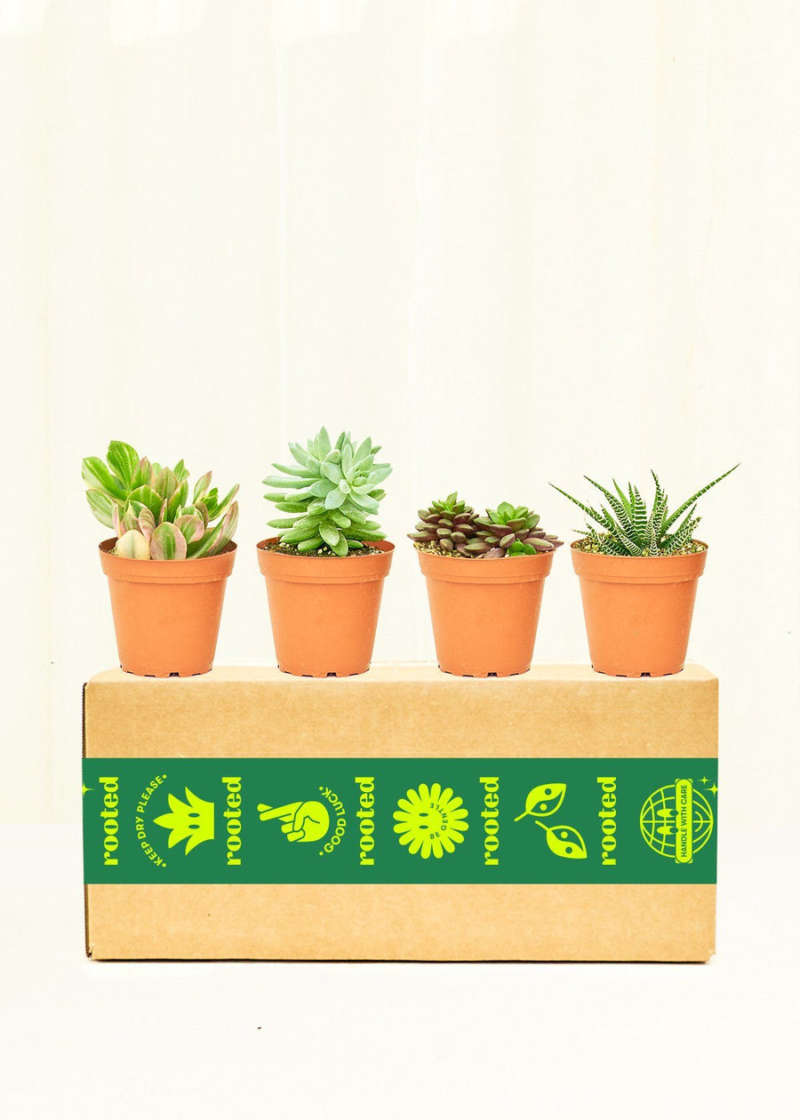 Four small succulents in 4" grow pots on a Rooted branded box.