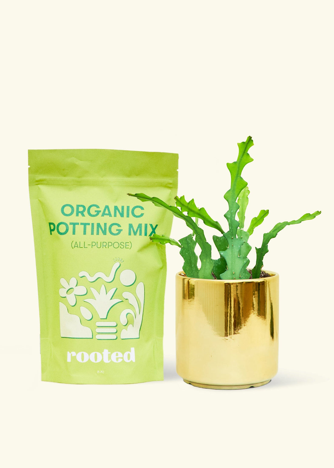 A bag of Organic Potting Mix to the left of a Fishbone Cactus in a gold cylinder ceramic pot.