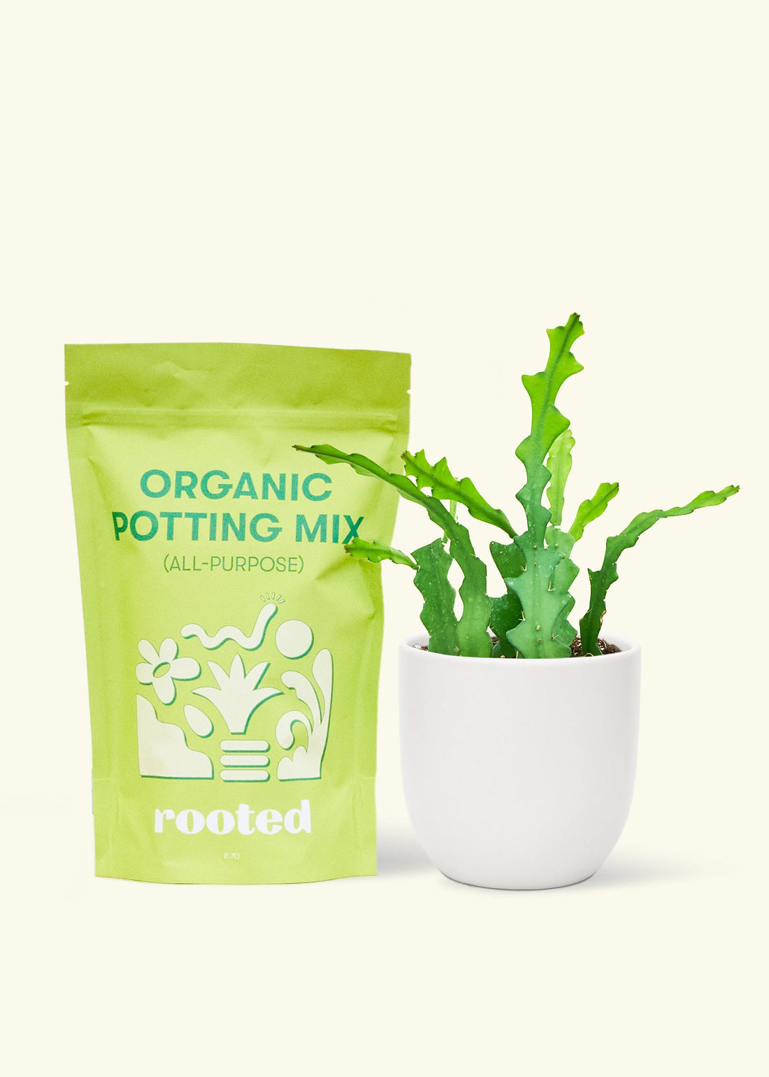 A bag of Organic Potting Mix to the left of a Fishbone Cactus in a white rounded ceramic pot.